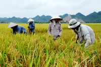 Công văn về việc tuyên truyền, phổ biến Quyết định quy định giá thóc thu thuế dùng để tính thuế sử dụng đất nông nghiệp trên địa bàn tỉnh Đắk Lắk